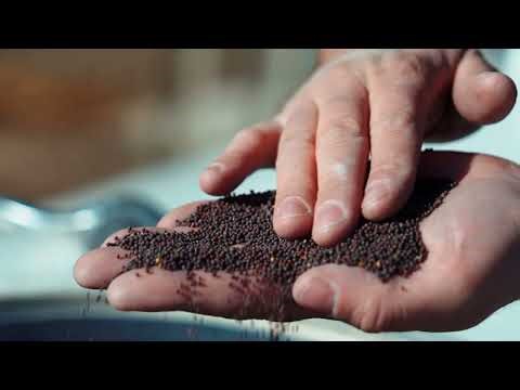 La filière graines françaises - Moutarde de Meaux® Pommery®