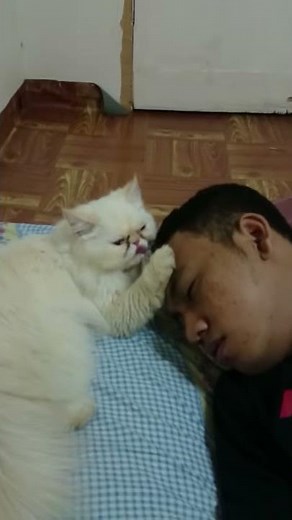 THE MAN SEX WITH CAT