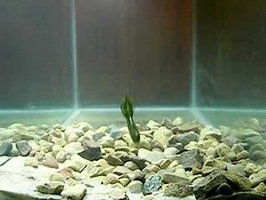 Yamamoto Fat Ika Bass Fishing Lure