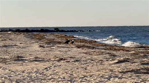 Two bald eagles having breakfast just south of Sunset Beach! Video courtesy of Heather Krause. | Sunset Beach