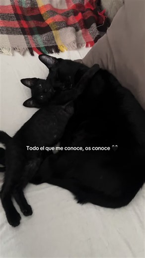 Por qué gustan los gatos negros: curiosidades y mitos