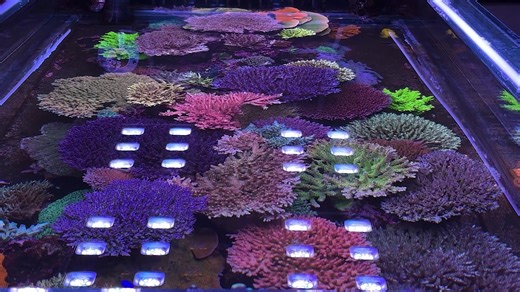 A top down vid of the peninsula tank taken today during some tank maintenance when the pumps were off. | Keith Berkelhamer