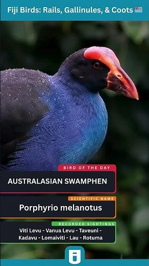 Australasian Swamphen Guide: Bright Blue Wetland Bird with a Bold Red Bill