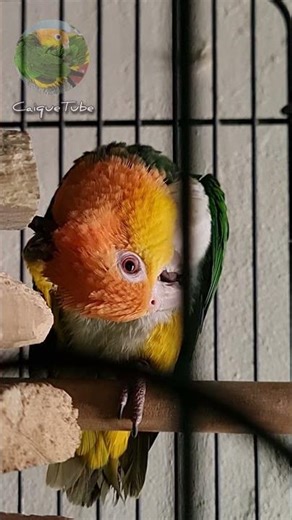 Head Scratching Caique Parrot