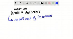 SOLVED:Yeast are facultative anaerobes-they can grow in the absence of oxygen (anaerobically) using alcoholic fermentation or in the presence of oxygen (aerobically) using cellular respiration. Interestingly, yeast cannot live anaerobically using glycerol as their only fuel source. Explain why yeast cannot survive metabolizing glycerol anaerobically.