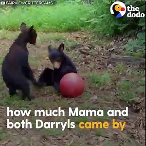 26M views · 372K reactions | Woman buys a hammock for the bear family who comes by her house — and they LOVE it ❤️ | The Dodo | Facebook