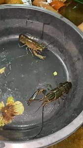 Mga dapat alamin sa pag aalaga ng crayfish #crayfishfarmingphilippines #crayfishfarming #crayfish | Crayfish Binangonan RIZAL