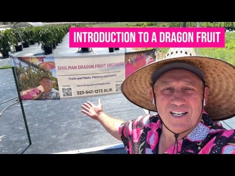 Introduction to Dragon Fruit