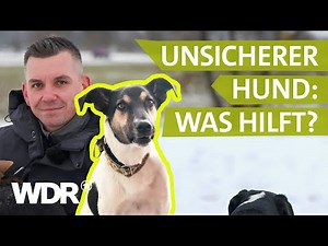 Angst und Panik: Das Vertrauen zum Hund langfristig aufbauen | Hunde verstehen | S07/E03 | WDR