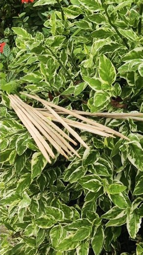 Nature to Weapon 🌳 | Epic Arecanut Arrow Making!