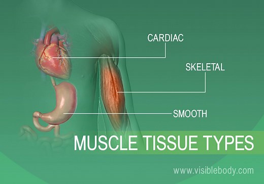 Muscular System Overview - 5 Facts About Muscles | Learn Muscle Anatomy