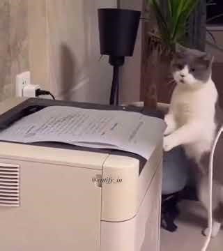 Cute Cat Scared of the Copy Machine 😸🖨️😂 | Funniest Reactions #funnycat #catshorts #cutecat