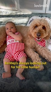 44K views · 477 reactions | He's his gaurdian for life!  | Lovimals | Facebook