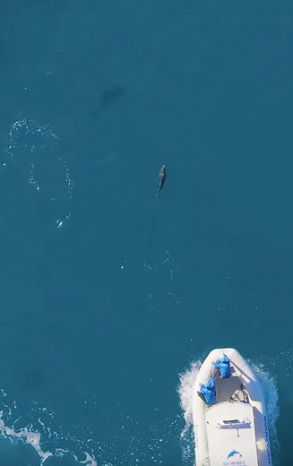 #usa #fypシ #foryourpage #for #viral #life #ozzy #ozzy #fyp #tiktok #fyp #trending #legend #sea #save #dolphins #savelives #seaworld #fish #seaturtle #sealife #ocean