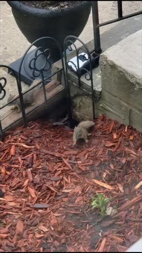 #fyp #thechipmunksthechipettes unexpected guest