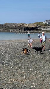 3.8K views | Did you know that we have over 2,000 dog-friendly caravans across the UK?  Your four-legged friend deserves a holiday too! Think long walks, sandy paws and plenty of tail wags ‍了 Click here to browse our dog-friendly caravans: https://www.ukcaravans4hire.com/petfriendly.html #caravanlife #caravan #dogfriendlycaravan #petfriendlycaravanpark #ukholidays #beaches #dog #petfriendly #petfriendlyholidays | UKcaravans4hire | Facebook