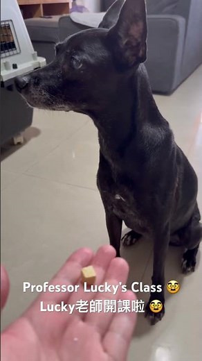 Lucky老師示範時間 🎓 | Lucky the Teacher: Demonstration Time