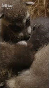 Inside the life of a raccoon survivor | SLICE WILD