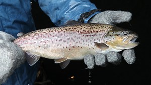 State fish hatcheries need millions in fixes