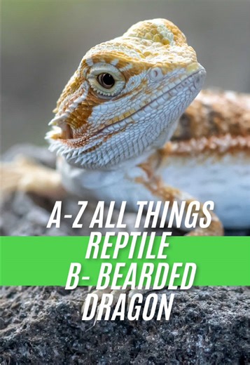 Welcome back to our A-Z on all things reptile, amphibian and invertebrates Today we dive into B - bearded dragons #beardie #beardeddragon #lizard #beardeddragons #reptile