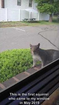 Meet Almond - the first squirrel at the window