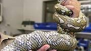 Üble Verwechslung: Python fraß Golfbälle statt Hühnereier