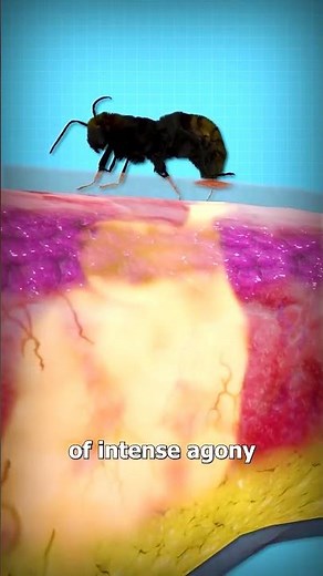 “One sting so painful, it earned the name cow killer 🐜🔥”