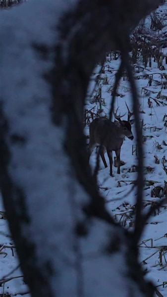 Big time players make big time plays in big time games, and Sydnie Wells is a big time player slocking a monster 4 days left in season. Watch the full video with this link: https://t.co/j8srQgWQBd Presented by: Solo Stove | Barstool Outdoors