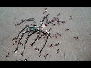 Fire Ants Vs. Giant Wolf Spider!