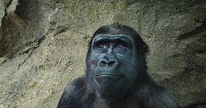 Les fossiles d'australopithèques révèlent des disparités significatives entre mâles et femelles chez nos ancêtres