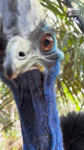 14K views · 231 reactions | Ever wondered what sound a Cassowary makes? 'Sound on' to find out!   Keeper Bec | Perth Zoo | Facebook
