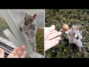 Squirrel knocks on my window to ask me to play catch with her
