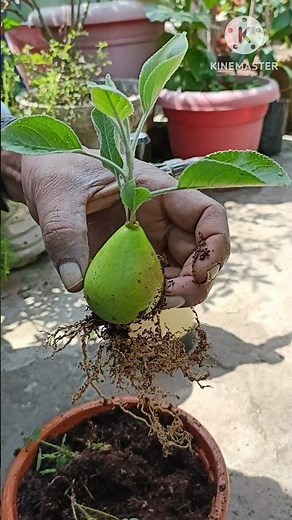 How to grow pear tree from pear fruit/Growing pear tree from pear fruit/pear growing tips#short#pear