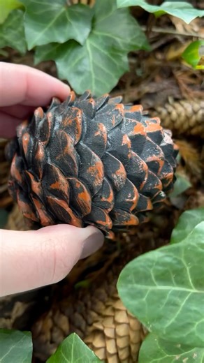 Geocaching | 🌲🌲🌲 Would you believe us if we told you there’s a cache hidden here? 🌲🌲🌲 Check out the Back to Nature cache containers from... | Instagram