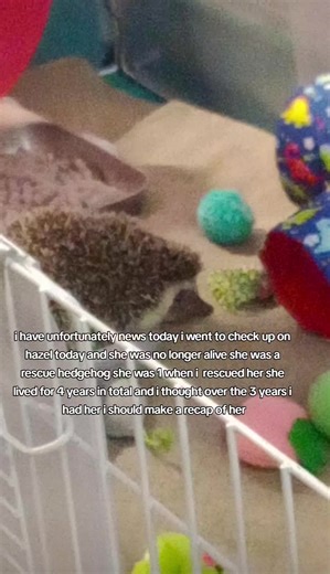 Remembering Hazel the Hedgehog: A Tribute