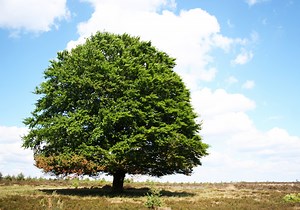 The Importance of Self-Trust