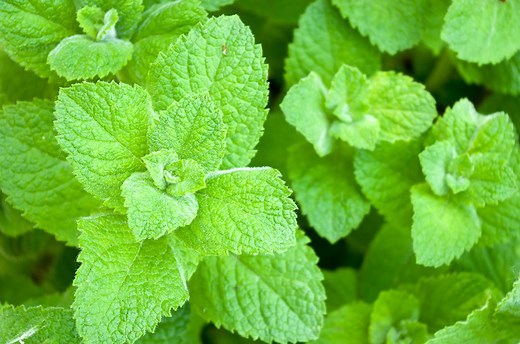 Peppermint
