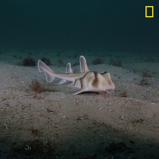 5.2K views · 120 reactions | In the nutrient-rich waters of Jervis Bay, you'll find hundreds, if not thousands, of baby sharks 麗 Find out more fin-omenal facts with #SharkFest on #NationalGeographic, also streaming on Disney+. | National Geographic TV | Facebook