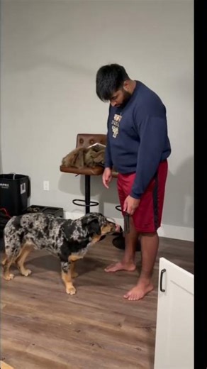 Dog Training: Teach Impulse Control (Easy Method) #shorts