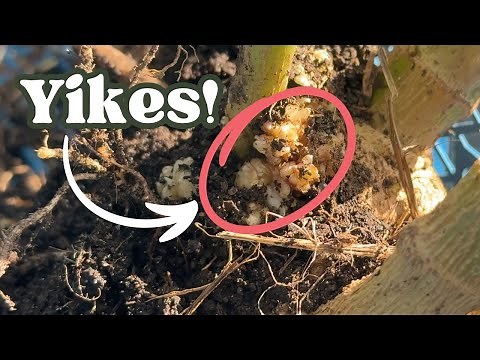 Growing dahlias: How to spot dahlia gall virus and get rid of it