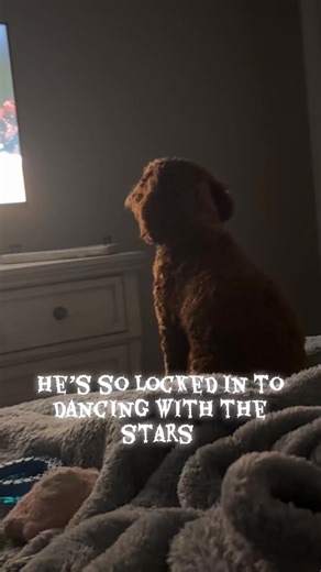 Fully locked in to @Dancing with the Stars wicked night #dancingwiththestars #wicked #dancingwiththestars2025 #cockapoosoftiktoks #dancingthroughlife