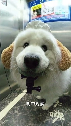 Keep Watch: Unveiling the Samoyed's Secret Powers