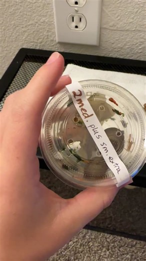 Feeding Rosy Wolf Snails: A Unique Perspective