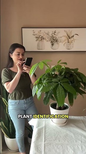 Best Plant identifier app ( Grano ai )