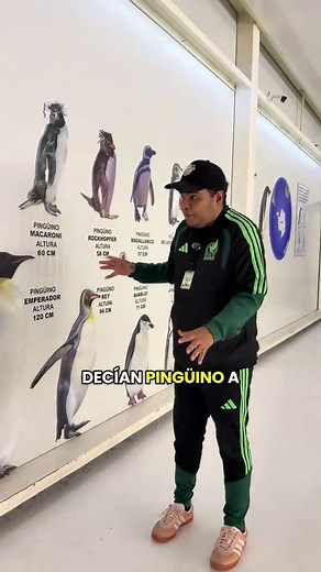 Los Pingüinos: ¿Existen o No?