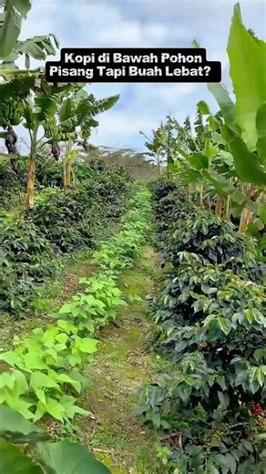 Kopi di Bawah Pohon Pisang Tapi Buah Lebat? 🌱☕ Rahasia Kebun Kopi Tropis