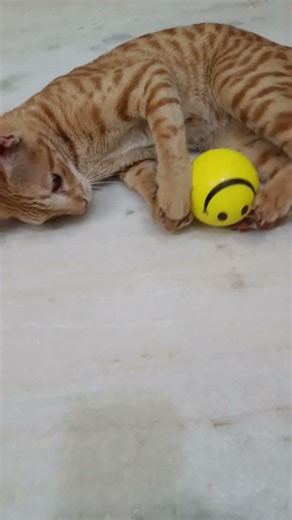 Cat vs Smiley Ball! 😱⚽ #Shorts #FunnyCats