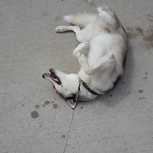 401K views · 4.8K shares | For animals, these pets sure have a lot to say! | Best Pets Ever | Facebook