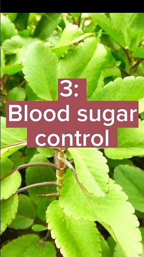 Leaf of life Benefits