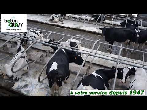 Stabulation libre vaches laitières GAEC MOHAIN